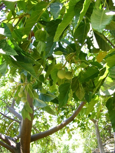 Color image depicting the green leaves of a candlenut tree. Several candlenuts can be seen growing amongst the leaves.