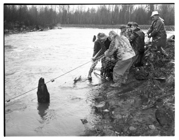Indians Fish IIlegally, Nisqually River, January 1962