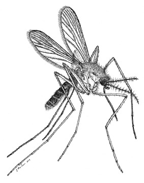 Illustration of first species of mosquito to be introduced in Hawaii, Culex quinquifasciatus