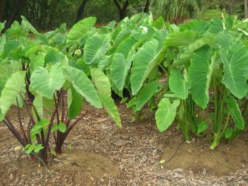 Taro Plant (Kalo)