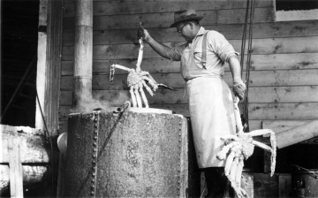 Bill Ritter putting crabs into cooking vat, Aug. 1952