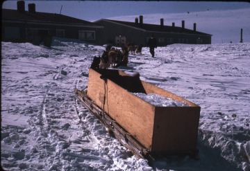 Carrying ice for drinking water by dogsled.