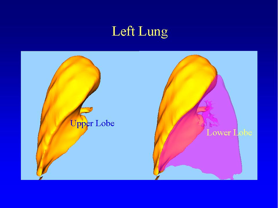 lobes of lungs. lobe of the left lung,