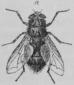 Fly, Woodcut engraving, 1894