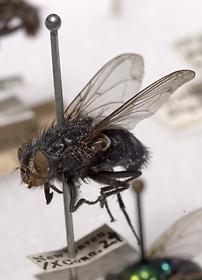 Adult Bluebottle Fly (Calliphora vicina)