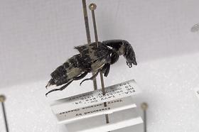 Adult Hairy Rove Beetle (Creophilus maxillosus)