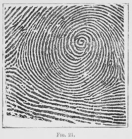Typical Whorl Pattern, 1900