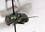 Adult Greenbottle Fly (Phaenicia coeruleivirdis)