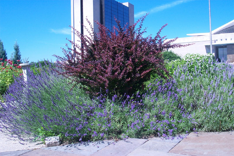 Photo of Lavender and barberry 