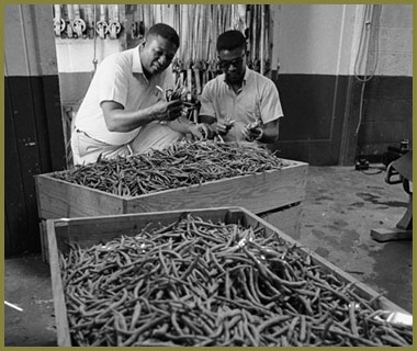 Dr. John Hatch and Melvin Grant inspect green bean crop