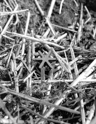 PMA2 landmine hidden in twigs