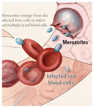 Illustration of the malaria parasite lifecyle