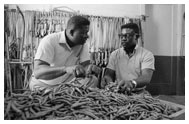 Dr. John Hatch and Melvin Grant inspect a crop of green beans