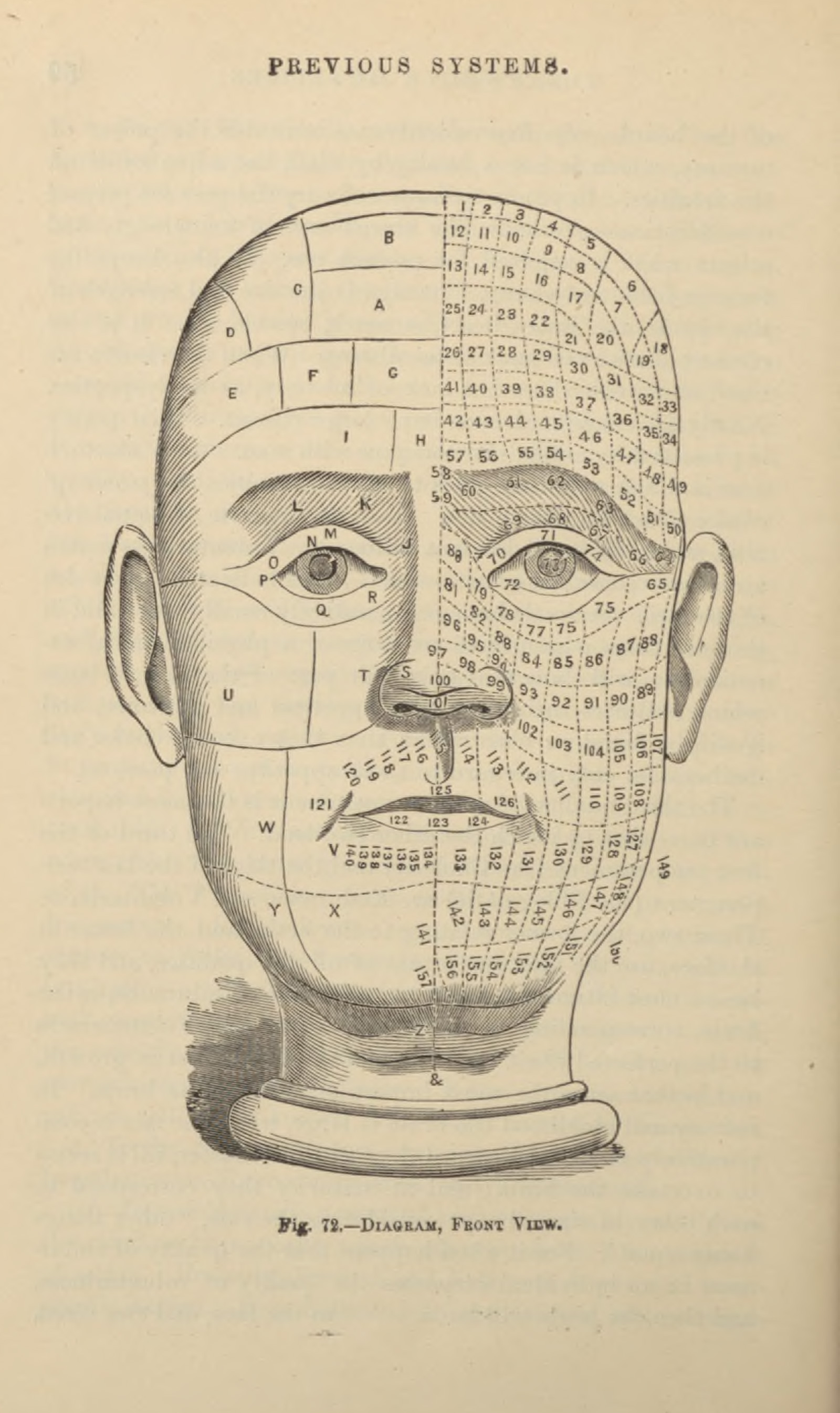 Illustration of a head with marking splitting it into sections