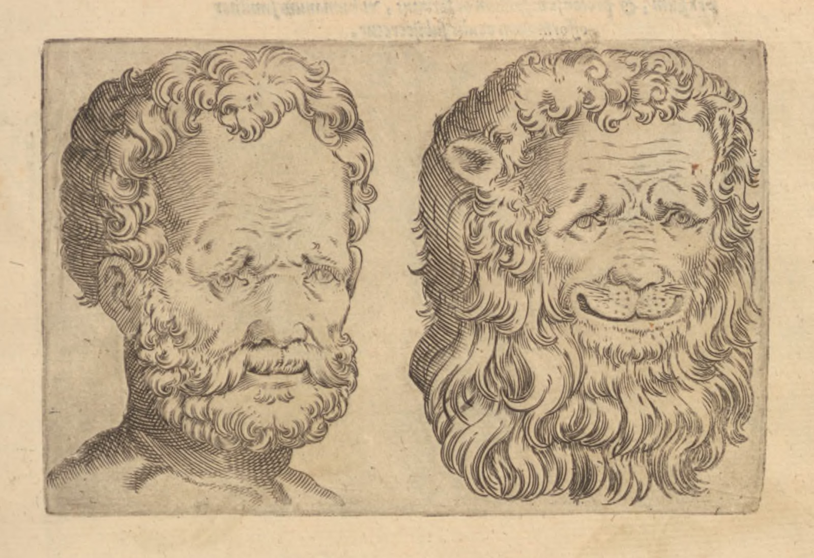 Illustration comparing the head of a man to the head of a lion