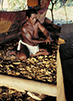Micronesian wayfinder, Mau Piailug constructing a canoe. 