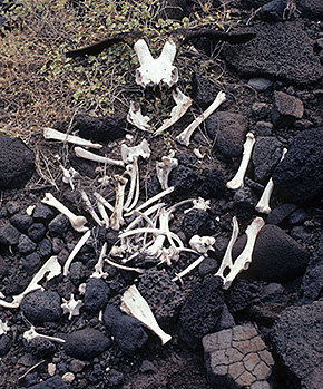 White goat bones are strewn across black, volcanic rock and scrubby grass.