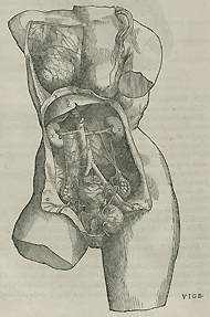 The female pelvic anatomy. From Andreas Vesalius's De Corporis Humani Fabrica