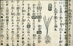 Page from Iken Oe's Honzo Wage Yakusei Zuko featuring information and an image of garlic.
