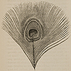 Page of text and image of "Feather of Peacock, about two-thirds of natural size, carefully drawn by Mr. Fued. The Transparent zone is represented by the outermost white zone, confined to the upper end of the disc," from Darwin’s The descent of man.