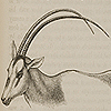 Page of text and image of a male onyx with long horns, readying it for battle against other males, from Darwin’s The descent of man.