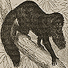 Page of text and image demonstrating that males of genus, Pithecia, or saki monkey, have longer beards than females, from  Darwin’s The descent of man.