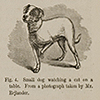 Pages of text and an image of 'Small dog watching a cat on a table,' used to illustrate associated habits in lower animals, from Darwin's The expression of the emotions.