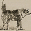 Image of half-breed shepherd in defensive and hostile position with straight tail and tense body, from Darwin’s The expression of the emotions. Image of half-breed shepherd relaxed and jumping to greet the leg of its owner, from  Darwin’s The expression of the emotions.
