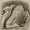 Image of hen with ruffled feathers driving away an intruder, from Darwin’s The expression of the emotions. Image of swan with ruffled feathers driving away an intruder, from Darwin’s The expression of the emotions.