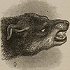 Page of text and image of 'Head of snarling dog,' from Darwin’s The expression of the emotions.