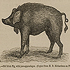 Image of male Irish pig with jaw appendage often not seen in other variations of pigs, from Darwin’s The variation of animals and plants.