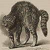 Page of text and image of frightened cat with arched back and raised fur, from Darwin’s The expression of the emotions.