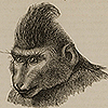 Image of the face of a macaque in a placid condition, from Darwin’s The expression of the emotions. Image of teeth-baring face of macaque 'pleased by being caressed,' from Darwin’s The expression of the emotions.