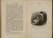 Image of a 'disappointed and sulky' chimpanzee from Darwin's The expression of the emotions, 1872.