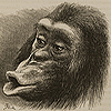Page of text and image of pouted and slightly open lips of a chimpanzee, 'disappointed and sulky,' from Darwin’s The expression of the emotions.