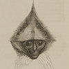 Images of five monkey heads, illustrating the variation in coloring among the genera, from Darwin’s The descent of man.
