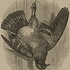 Image of a rock-pigeon, captured and hanging upside down by its feet, from Darwin’s The variation of animals and plants.