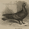 Page of text and image of a stout English Barb pigeon with a beak wattle and dark feathers, from Darwin’s The variation of animals and plants.