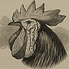 Page of text and head profile of the Spanish fowl rooster with head comb and jaw wattles, from  Darwin’s The variation of animals and plants.