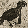 Page of text and image of the umbrella-bird, with an immense top-knot of the head and a fleshy appendage from the neck that aids in mating vocalizations, from Darwin’s The descent of man.
