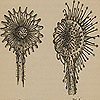 Two images of an insectivorous plant, one with all its tentacles paralyzed and drawn inward, and another with half of its tentacles stretched out after being near raw meat, from Darwin’s Insectivorous plants. Diagram drawing of two straightened tentacles and one inflected, from Darwin’s Insectivorous plants.