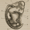 Page with image comparing embryos of a human and a dog, from Darwin’s  The descent of man.
