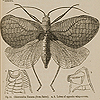 Page of text and image of locust with wings spread, in order to illustrate the body parts that create musical vibrations, from Darwin’s The descent of man.