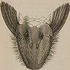 Image of the greater scaly appendages on the head of a male Plecostomus, or sucker fish, that do not appear on the female, from Darwin’s The descent of man.