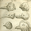 Image of the variations among birds, along with their Linnean classifications, in his Systema naturae.