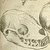 Image of quadruped skulls, along with their Linnean classifications in his Systema naturae.