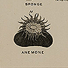 Page of text and drawings of anemones and sponges, from Chapman’s Evolution of life.
