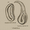 Page of text and four images of young and adult amphioxus and ascidian, from Chapman’s Evolution of life.