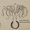 Page of text and images of a centipede, young insect, insect, spider, young crab, crab, mollusk, young gastropod, and cuttlefish, from Chapman’s Evolution of life.