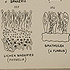 Page of text and images of various fungi and mosses, from Chapman’s Evolution of life.